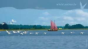 Hintergrundbild: Schwäne und Zeesboot an der Ostsee